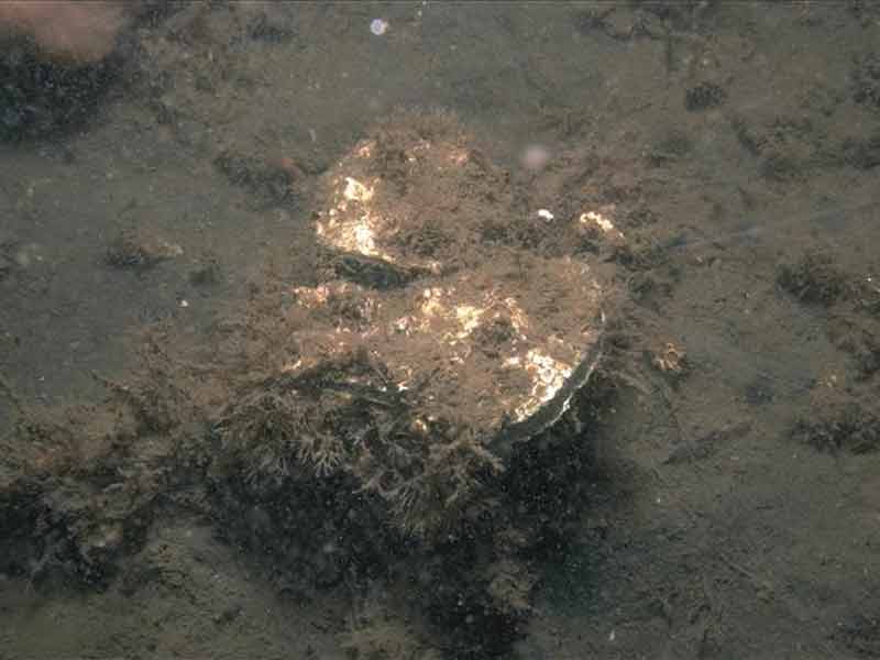 Ostrea edulis beds on shallow sublittoral muddy sediment.