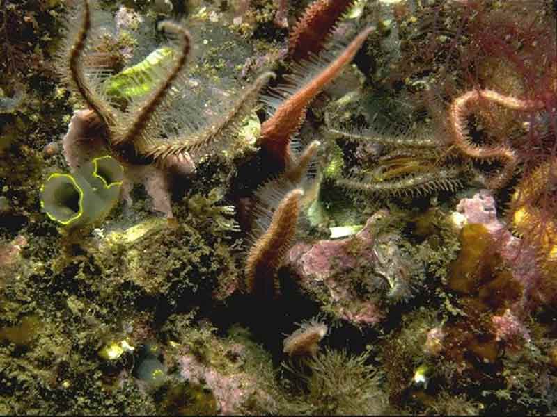 Hiatella arctica, bryozoans and ascidians on vertical infralittoral soft rock.