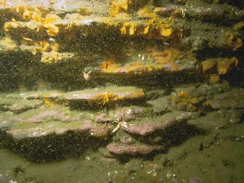 Hiatella arctica, bryozoans and ascidians on vertical infralittoral soft rock (IR.AlcByH.Hia).