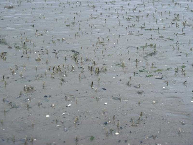 Dense Lanice conchilega in muddy sand.