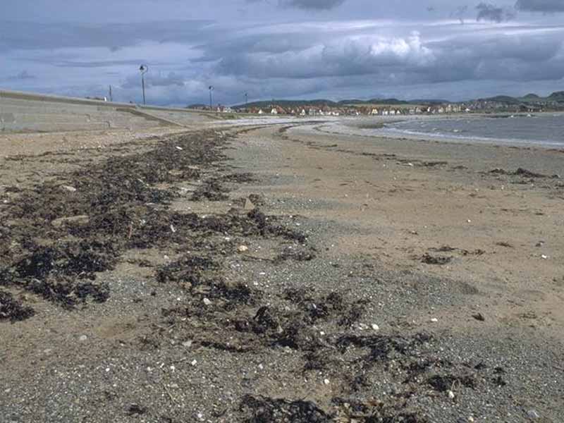 Modal: View along sand and gravel shore backed by seawall (strandline debris).