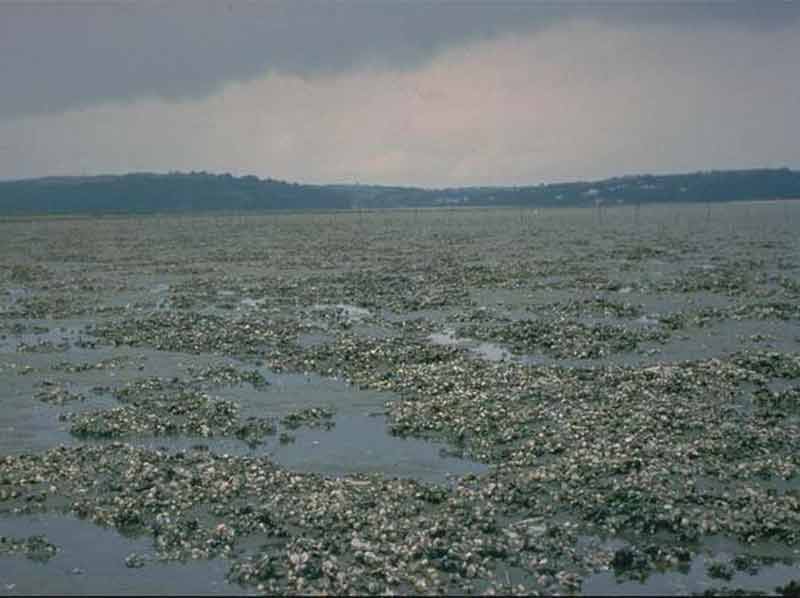 View across a cockle strand (biotope LMS.Pcer).