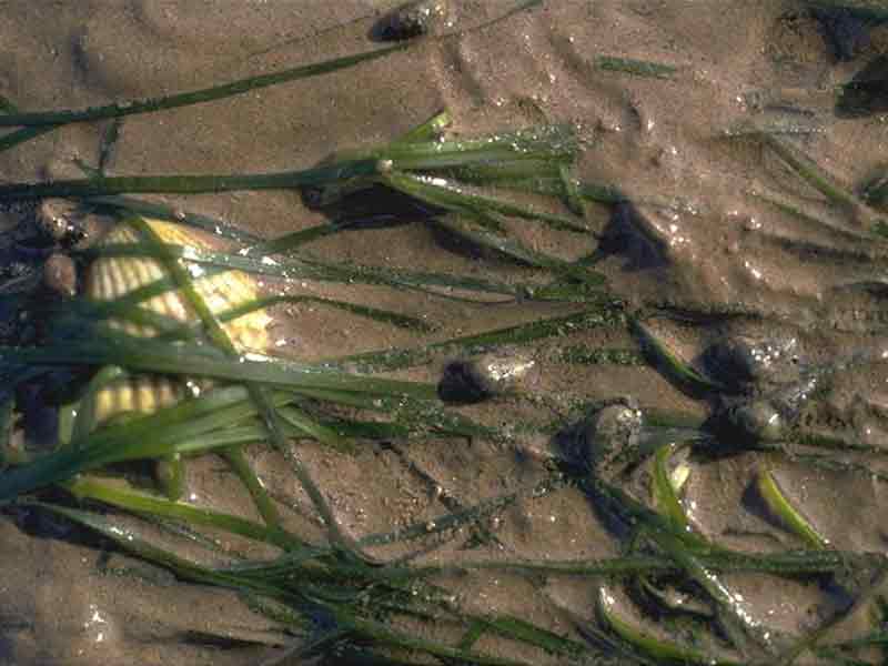 Modal: Close up view of <i>Hydrobia ulvae</i> amongst blades of <i>Zostera noltei</i>.