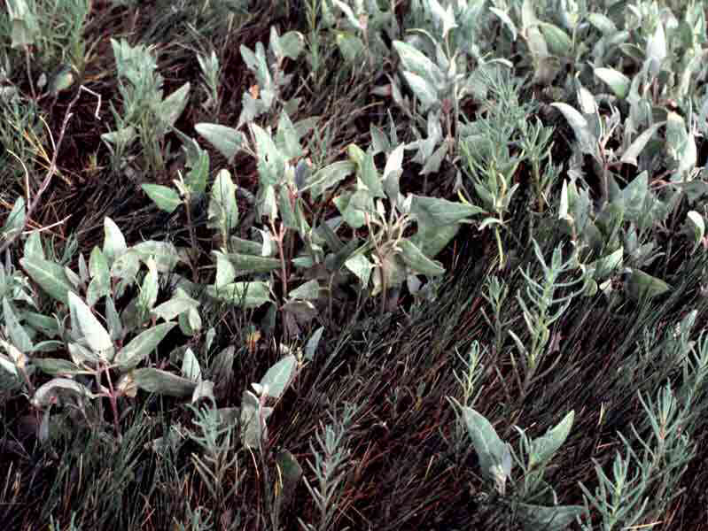 Suaeda maritima, Atriplex prostrata and Puccinellia maritima community.