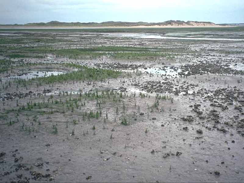 LMU.Sm e.g. Salicornia sp. pioneer saltmarsh