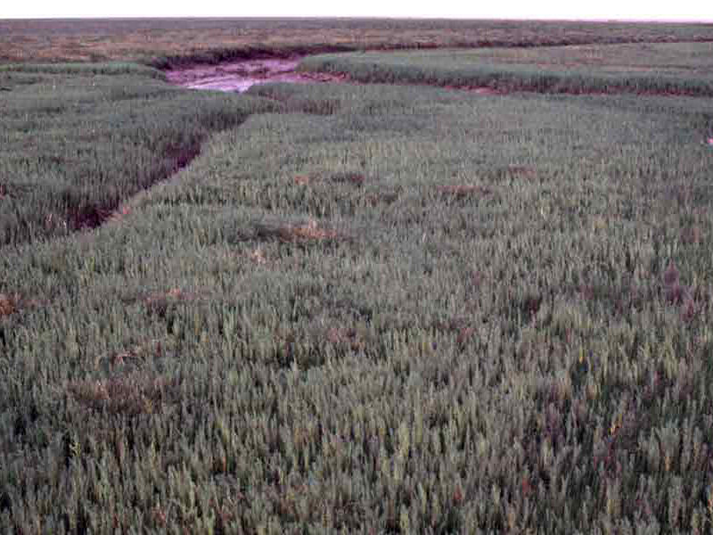 Lower saltmarsh.