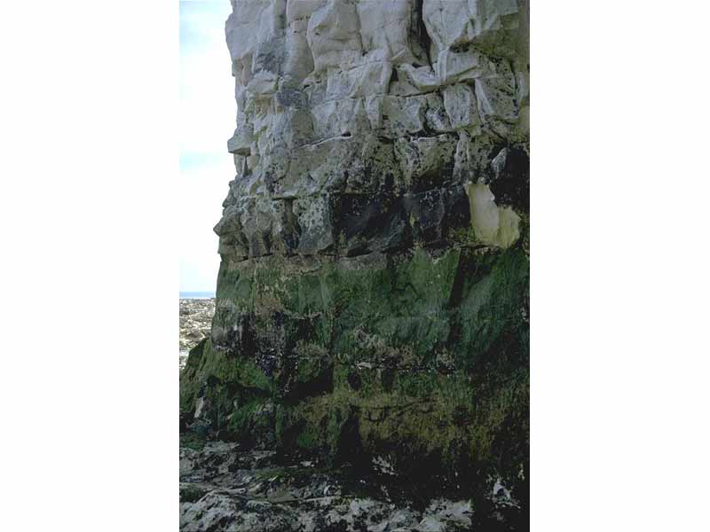 Modal: Base of vertical chalk cliff showing green cover of Chrysophyceae.
