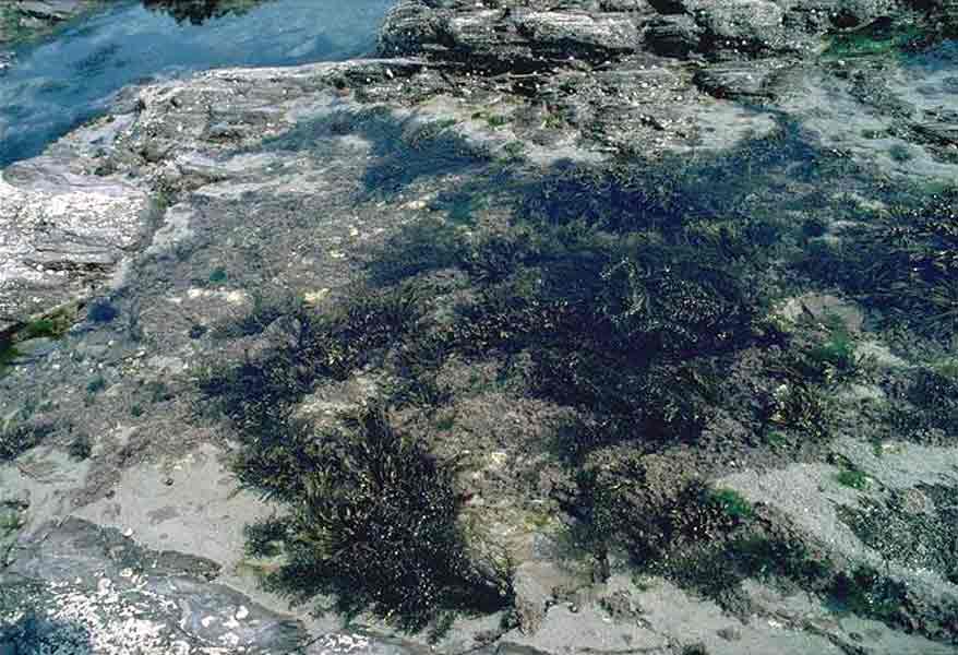 Sargassum muticum in eulittoral rockpools.