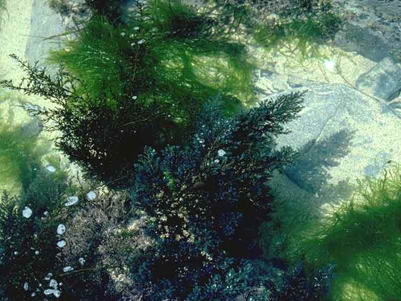 Sargassum muticum in eulittoral rockpools.