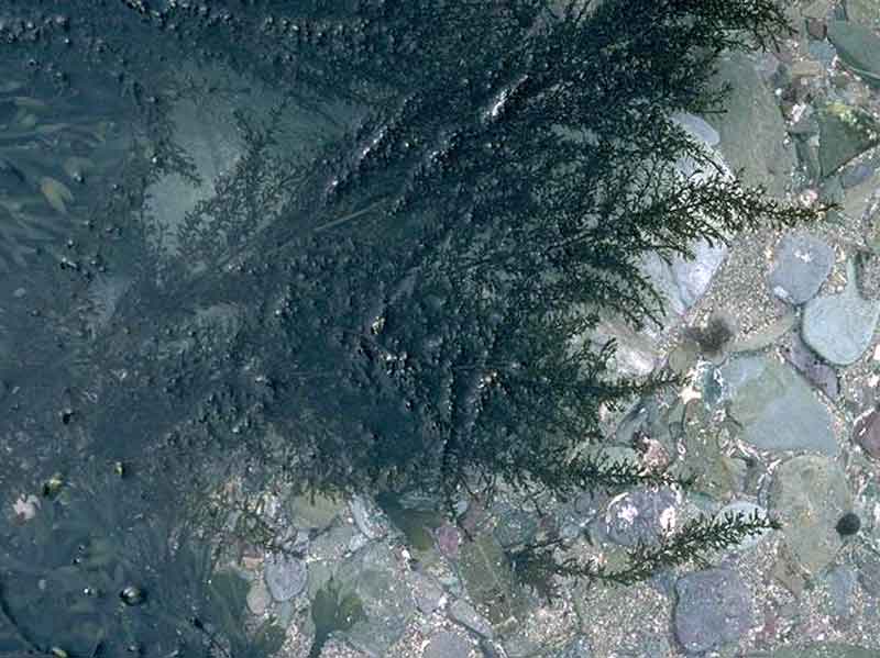 Sargassum muticum in eulittoral rockpools.