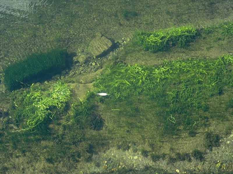 Green seaweeds (Enteromorpha spp. and Cladophora spp.) in upper shore rockpools