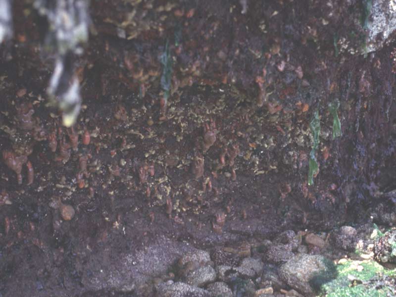 A well developed overhang community with pendulous polyclinid tunicates.