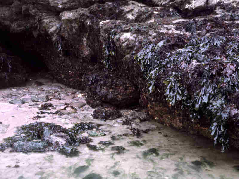 Overhang community at Cellar Beach, the Yealm Estuary.