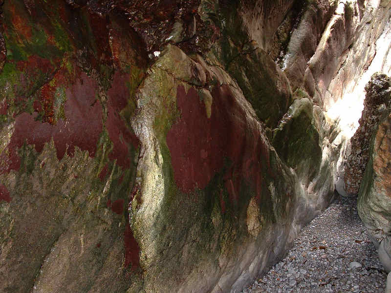 Rhodochorton purpureum in upper littoral fringe soft rock caves.