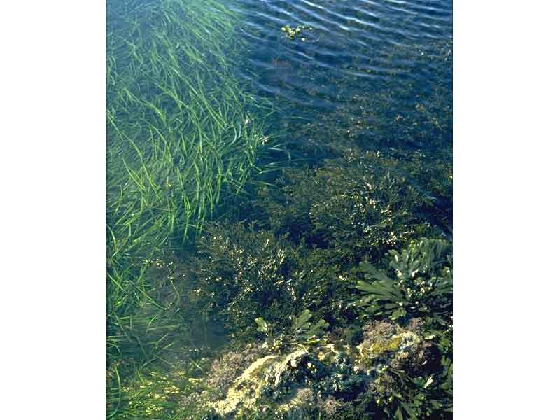 Seaweeds in sediment (sand or gravel)-floored eulittoral rockpools.