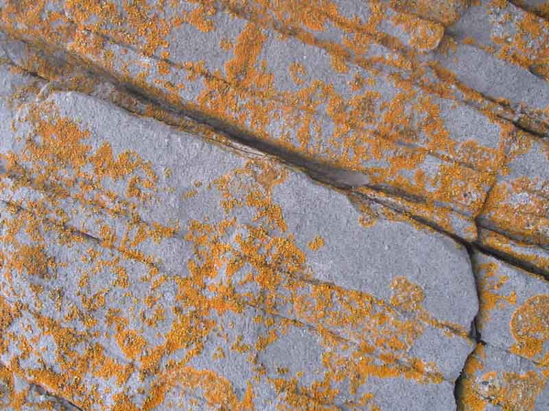 Yellow lichens (Caloplaca sp. and Xanthoria sp.) on supralittoral rock.