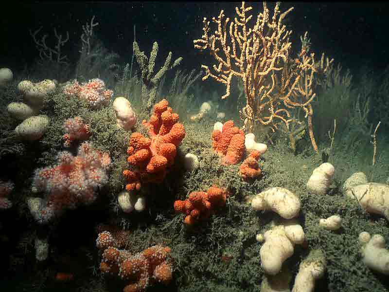 Bedrock with the sea fan Eunicella verrucosa, the soft coral Alcyonium glomeratum and the stalked sponge Raspailia ramosa amongst a hydroid turf.