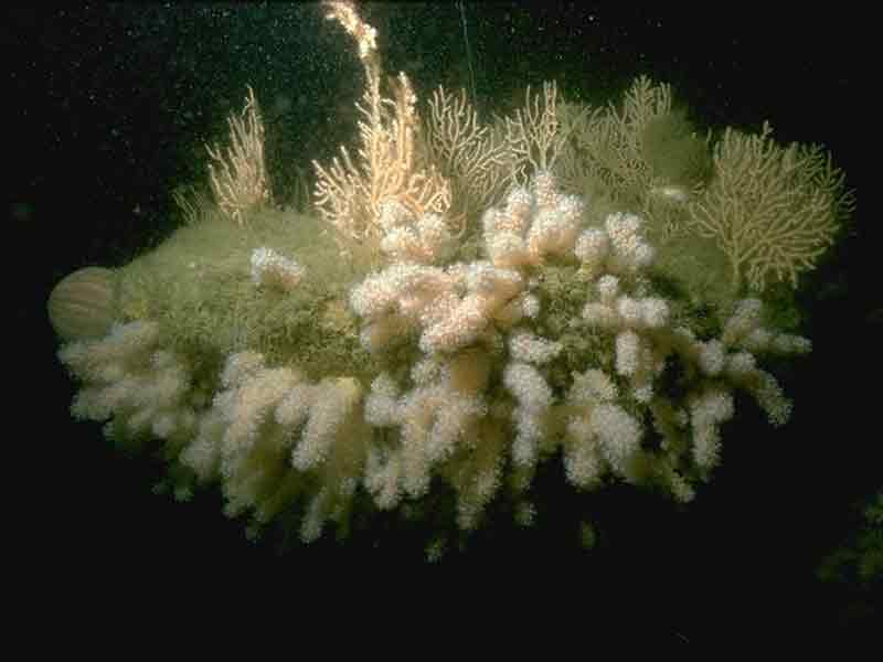 Dense Alcyonium and Eunicella.