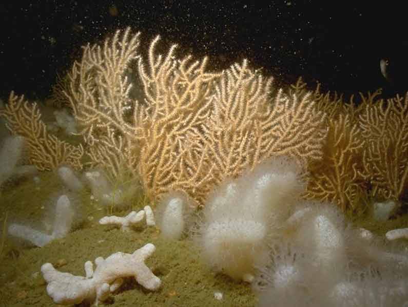 Modal: Erect sponges, <i>Eunicella verrucosa</i> and <i>Pentapora foliacea</i> on slightly tide-swept moderately exposed circalittoral rock.
