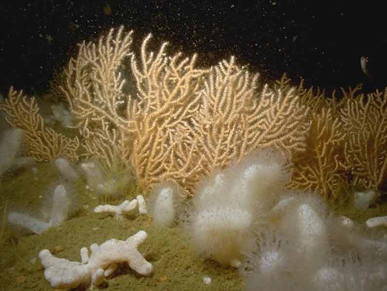 Erect sponges, Eunicella verrucosa and Pentapora foliacea on slightly tide-swept moderately exposed circalittoral rock.