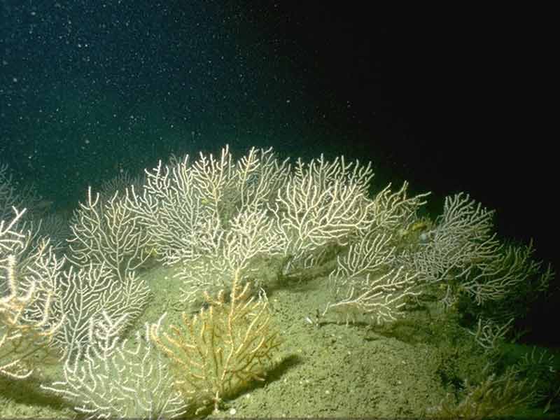 Erect sponges, Eunicella verrucosa and Pentapora foliacea on slightly tide-swept moderately exposed circalittoral rock