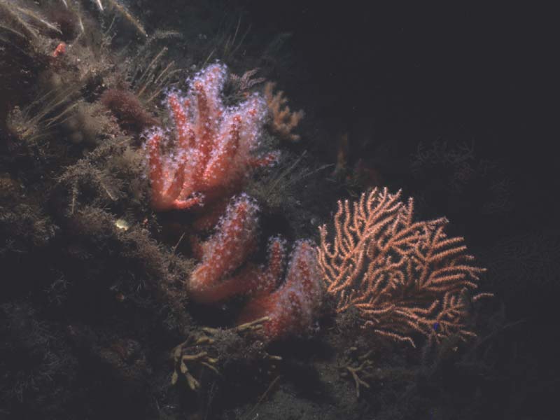 Dense Alcyonium and Eunicella.