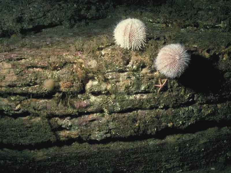 Modal: Faunal and algal crusts, <i>Echinus esculentus</i>, sparse <i>Alcyonium digitatum</i>, <i>Abietinaria abietina</i> and other grazing-tolerant fauna on moderately exposed circalittoral rock.
