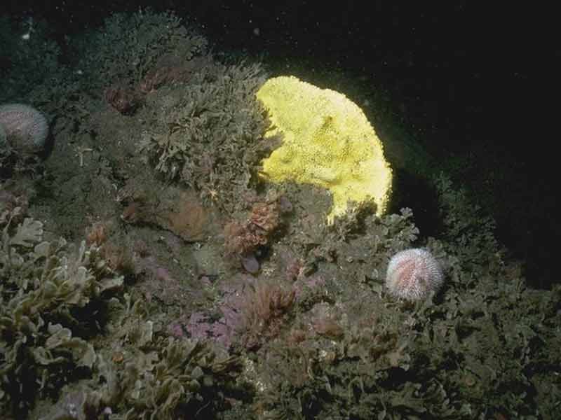 Flustra foliacea and other hydroid/bryozoan turf species on slightly scoured circalittoral rock or mixed substrata.