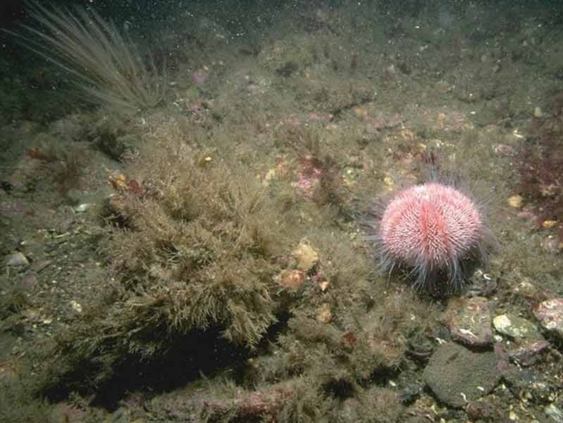 Flustra foliacea and other hydroid/bryozoan turf species on slightly scoured circalittoral rock or mixed substrata