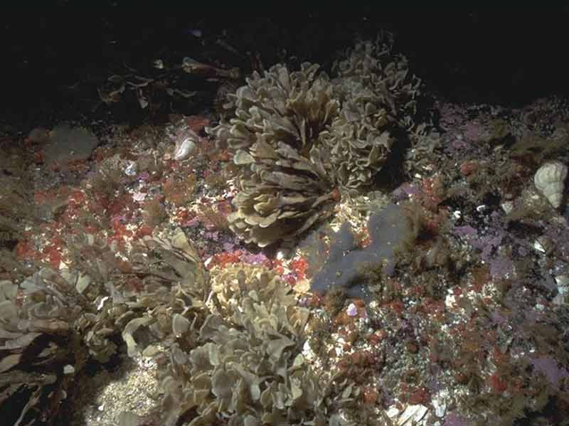 Flustra foliacea, small solitary and colonial ascidians on tide-swept circalittoral bedrock or boulders