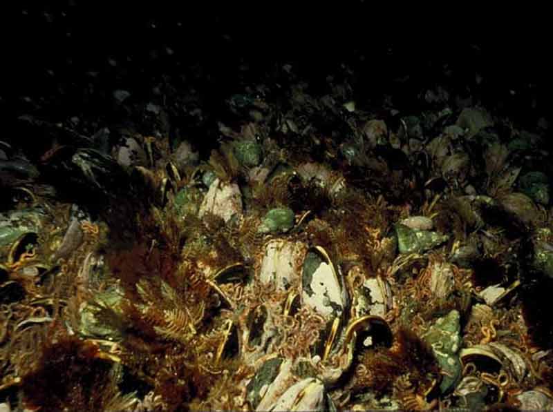 Modal: <i>Modiolus modiolus</i> beds with hydroids and red seaweeds on tide-swept circalittoral mixed substrata.