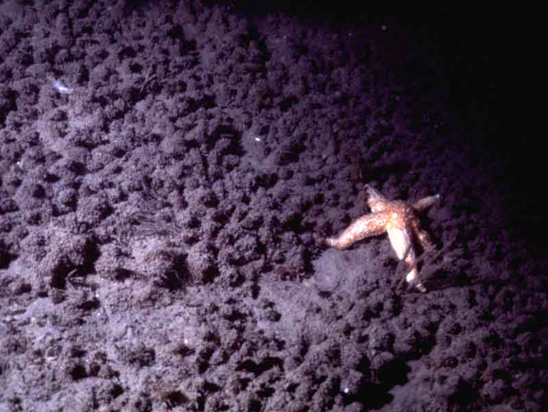 Modal: <i>Molgula manhattensis</i> dominated seabed, middle channel  with associated common starfish <i>Asterias rubens</i>.