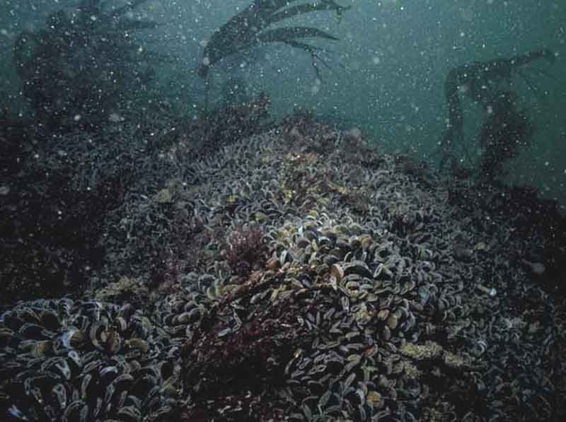 Modal: <i>Mytilus edulis</i> beds with hydroids and ascidians on tide-swept moderately exposed circalittoral rock.