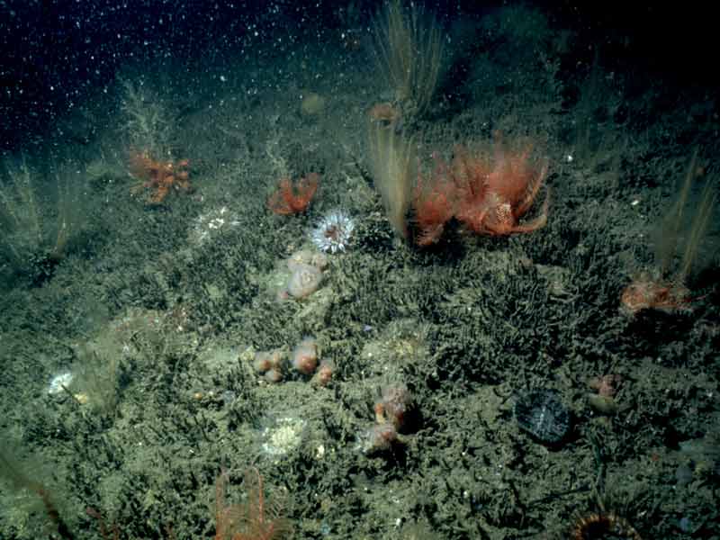 Upward facing bedrock dominated by tubes of Polydora species.