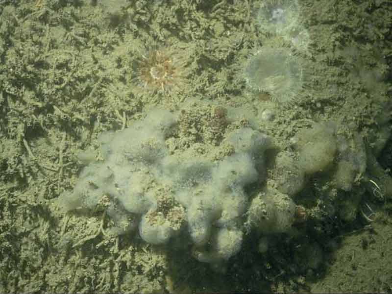 Polydora sp. tubes on upward-facing circalittoral soft rock.