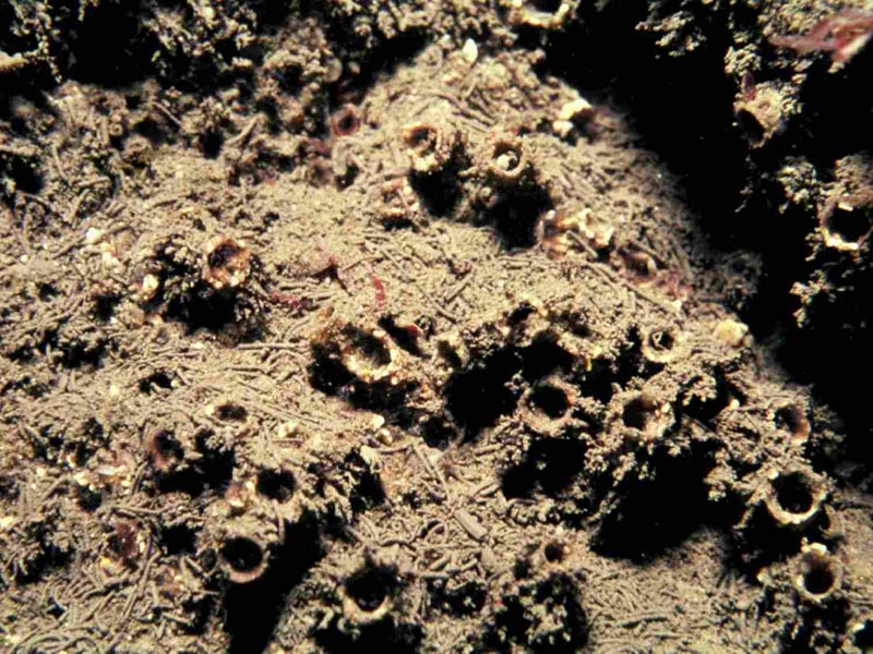 Sabellaria spinulosa crusts on silty turbid circalittoral rock.