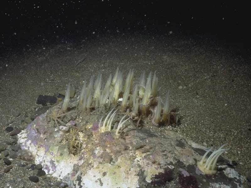 Urticina felina and Ciocalypta penicillus on sand-covered circalittoral rock (MCR.Urt.Cio).