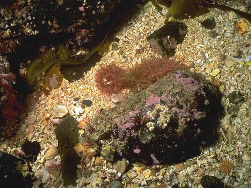 Urticina felina on sand-scoured circalittoral rock.