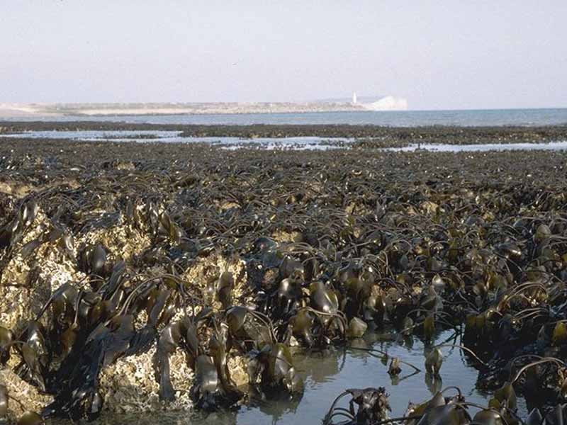 View across shore showing extensive kelp beds on chalk.