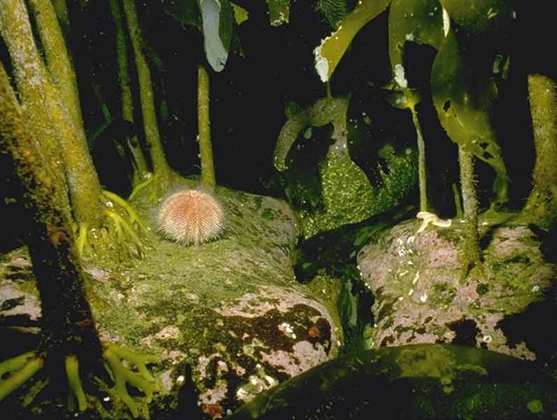 Grazed Laminaria hyperborea forest with coralline crusts on upper infralittoral rock.