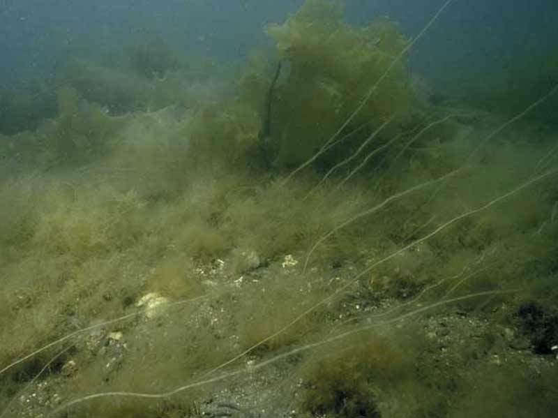 Saccharina latissima, Chorda filum and dense red seaweeds on shallow unstable infralittoral boulders or cobbles.