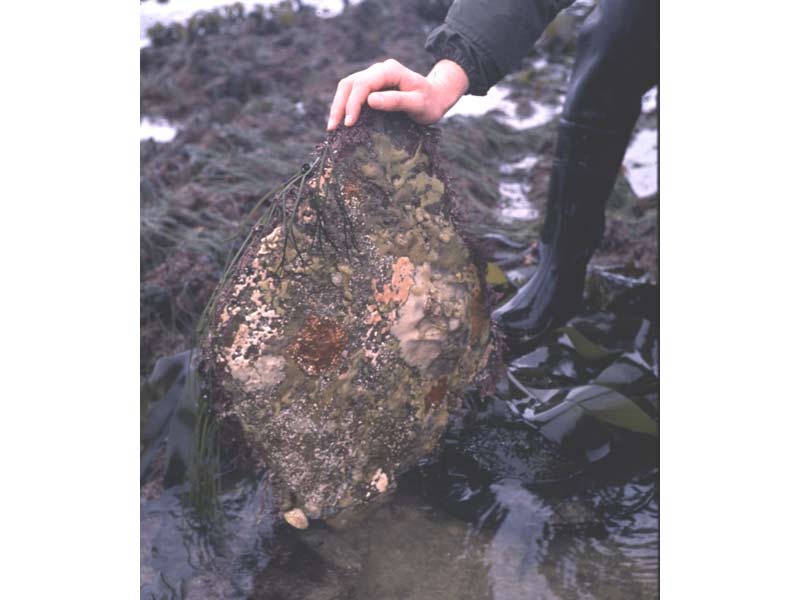 Underboulder community dominated by sponges from a rock pool habitat. Wembury, South Devon.