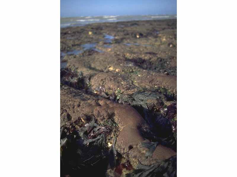 Sand tolerant red algae on lower shore.