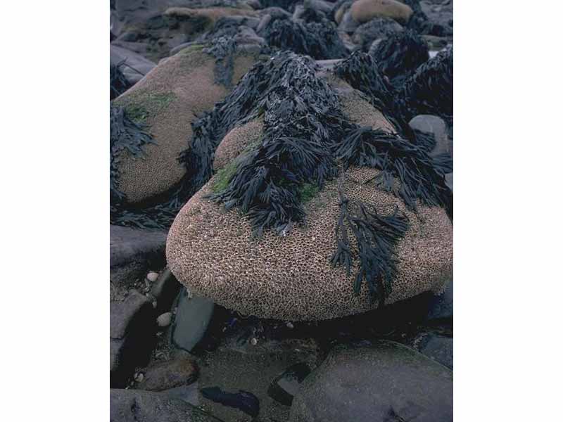 Sabellaria alveolata growing on sand abraded eulittoral rocks.