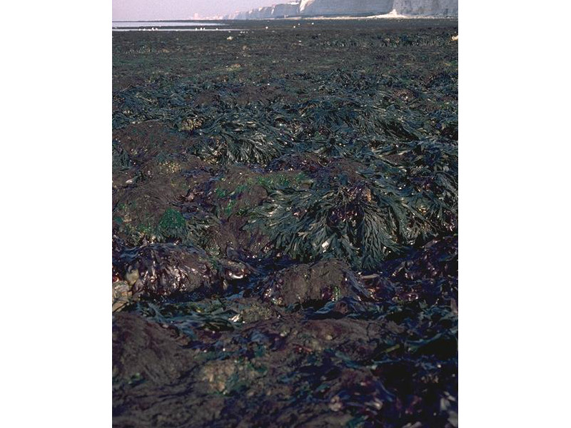 Fucus serratus and red seaweeds on moderately exposed lower eulittoral rock