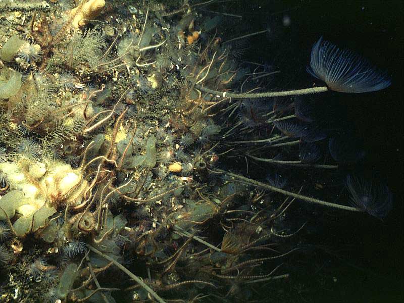 Circalittoral cliff with Protanthea simplex, Sabella pavonina,  Ciona intestinalis and Ophiothrix fragilis.