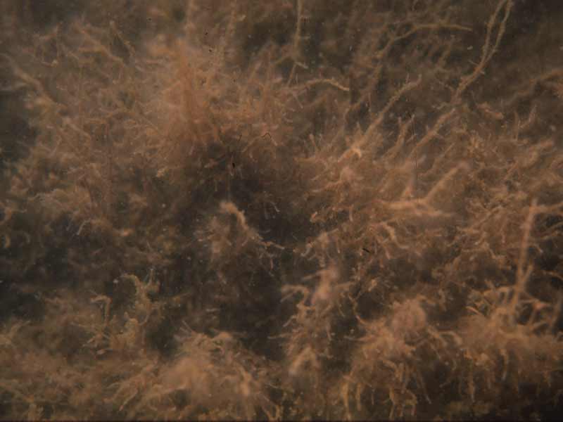 Cordylophora caspia and Electra crustulenta on reduced salinity infralittoral rock.