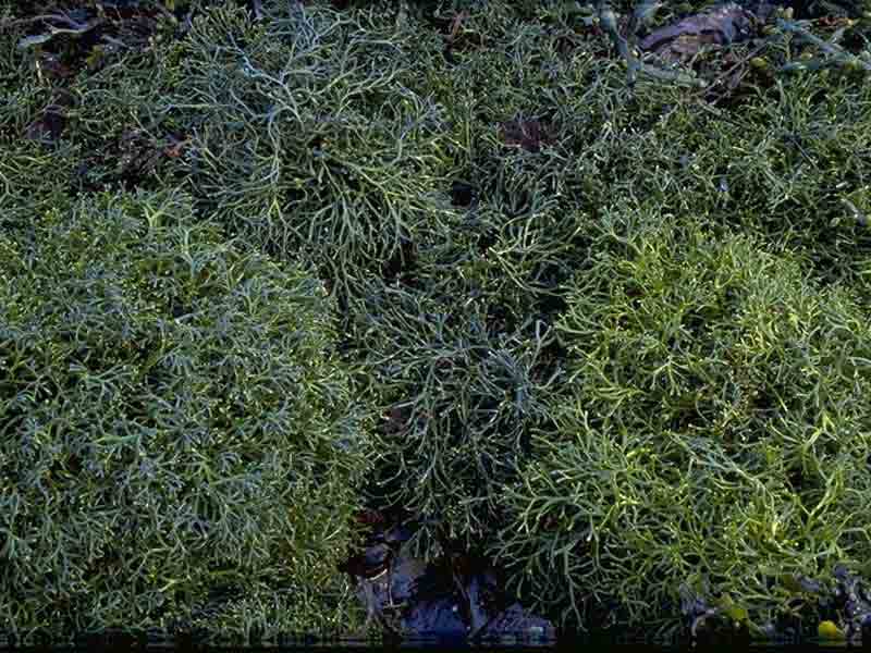 A dense mat of  Ascophyllum nodosum mackaii.