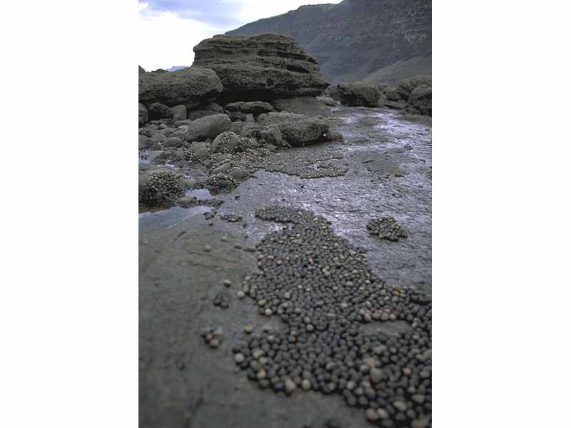 Dense aggregations of Littorina littorea on horizontal rock (SLR.Bllit).