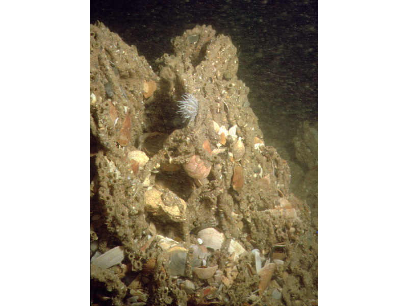 Close up of Sabellaria spinulosa mound showing worm tubes composed of cemented sand grains and shell fragments.